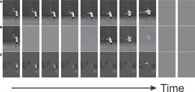 Information Accrual From the Period Preceding Racket-Ball Contact for Tennis Ground Strokes: Inferences From Stochastic Masking